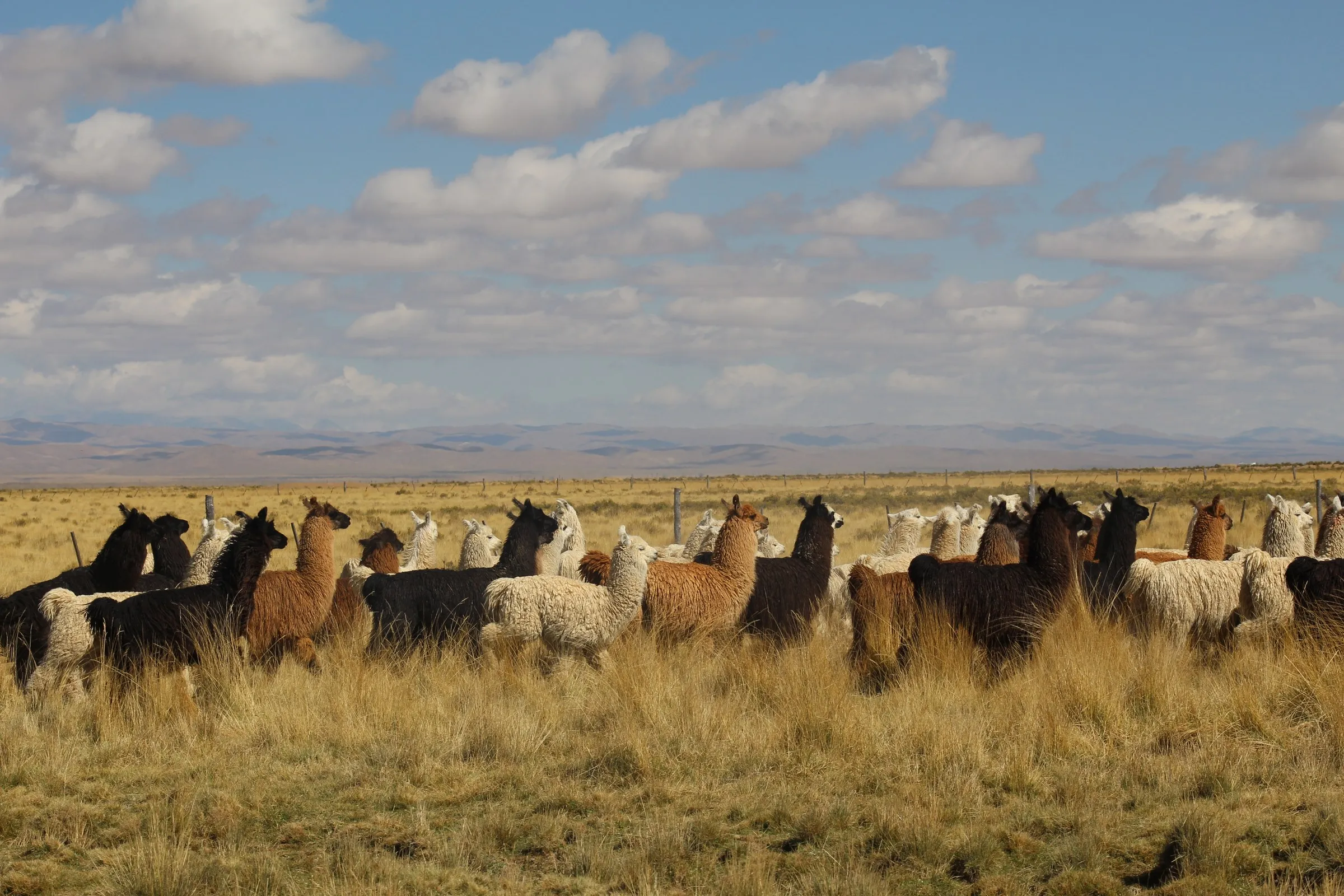 Llamas en la puna jujeña