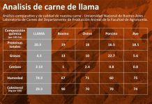La carne de llama es una excelente alternativa a otras carnes rojas