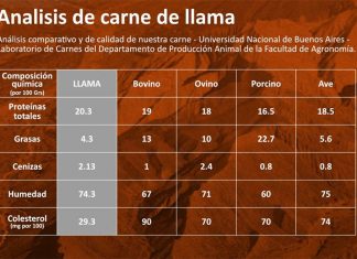 La carne de llama es una excelente alternativa a otras carnes rojas