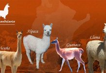 Los camélidos sudamericanos Camélidos