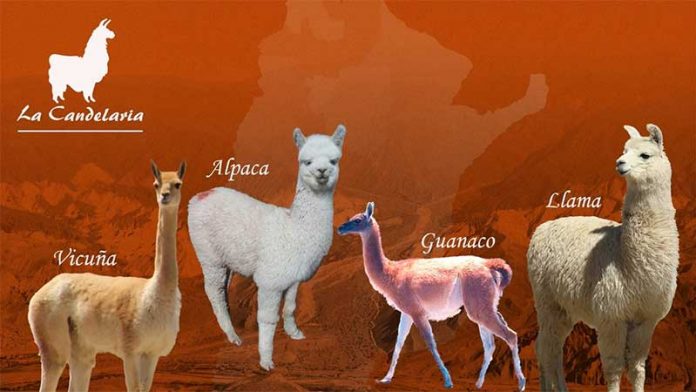 camelidos Camélidos